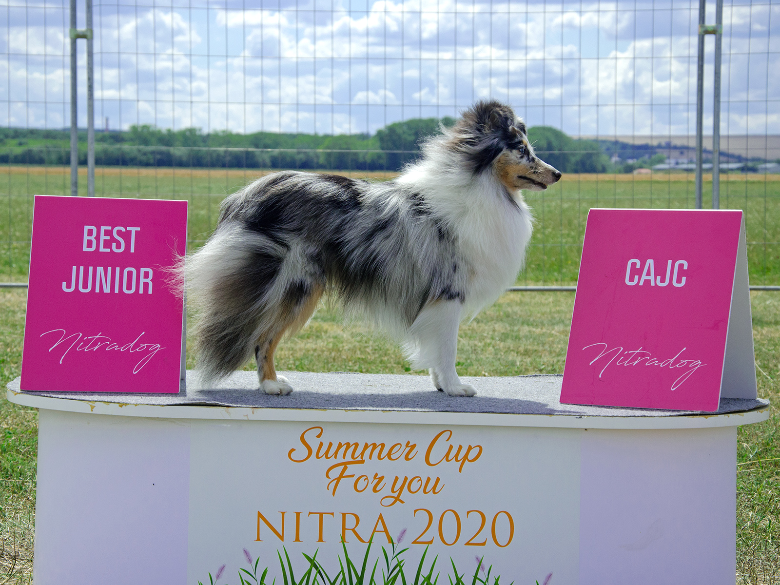 Shayla na výstave v Nitre v júli 2020: CAJC + BOJ